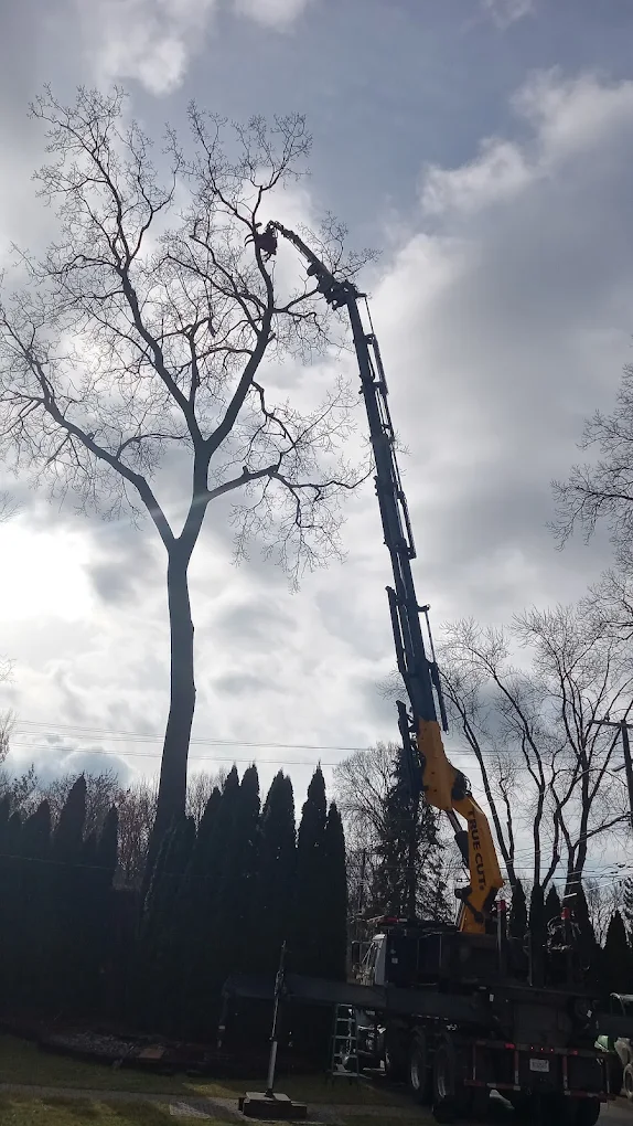 Emergency Tree Removal Michigan: What To Do After Snow & Ice Damage