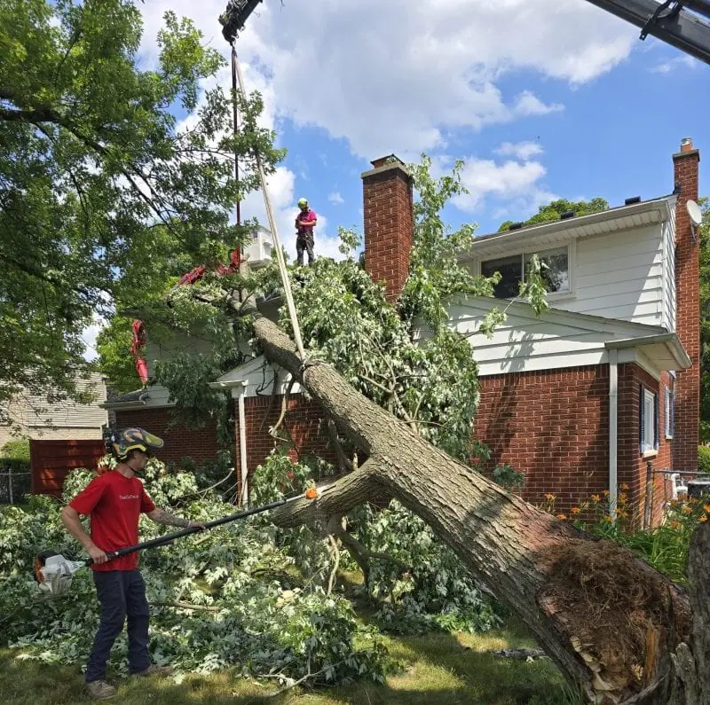 Emergency tree removal clearing driveway in Farmington Hills MI