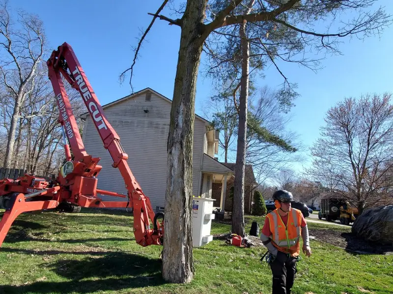 Tree removal near creek and road in Farmington Hills MI with safe cleanup