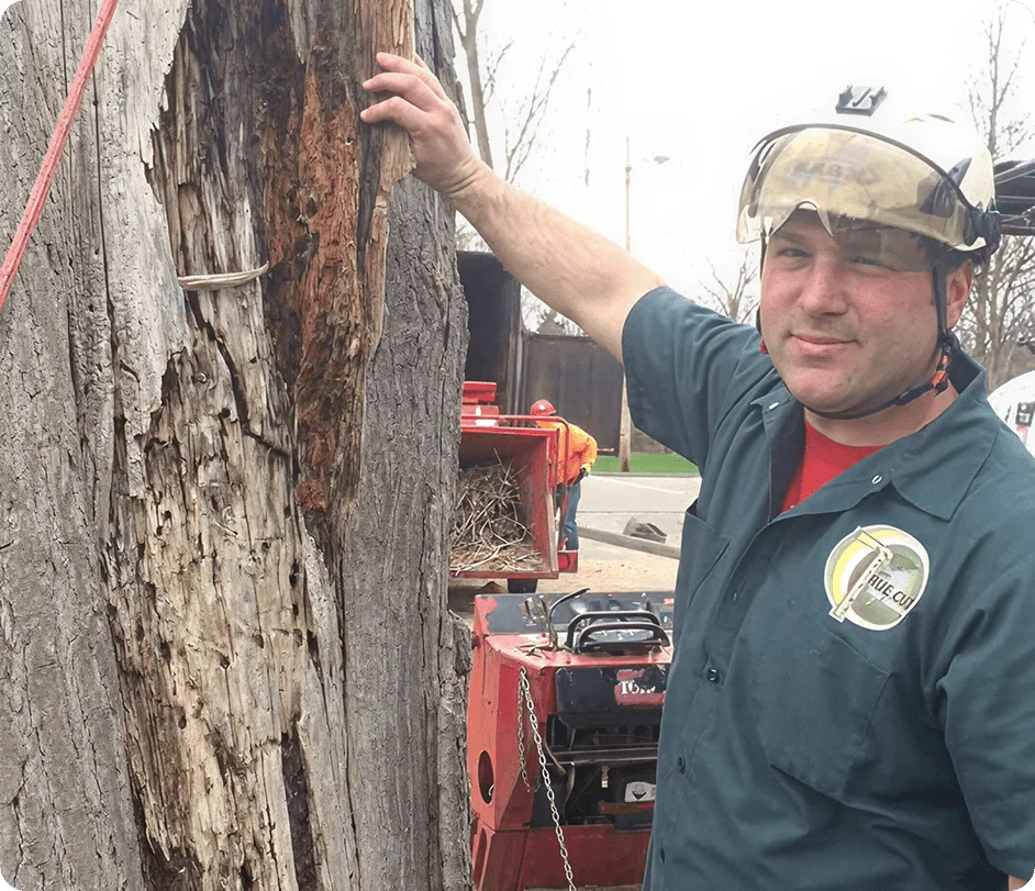 8 Tips to Find The Best Tree Contractors in Farmington