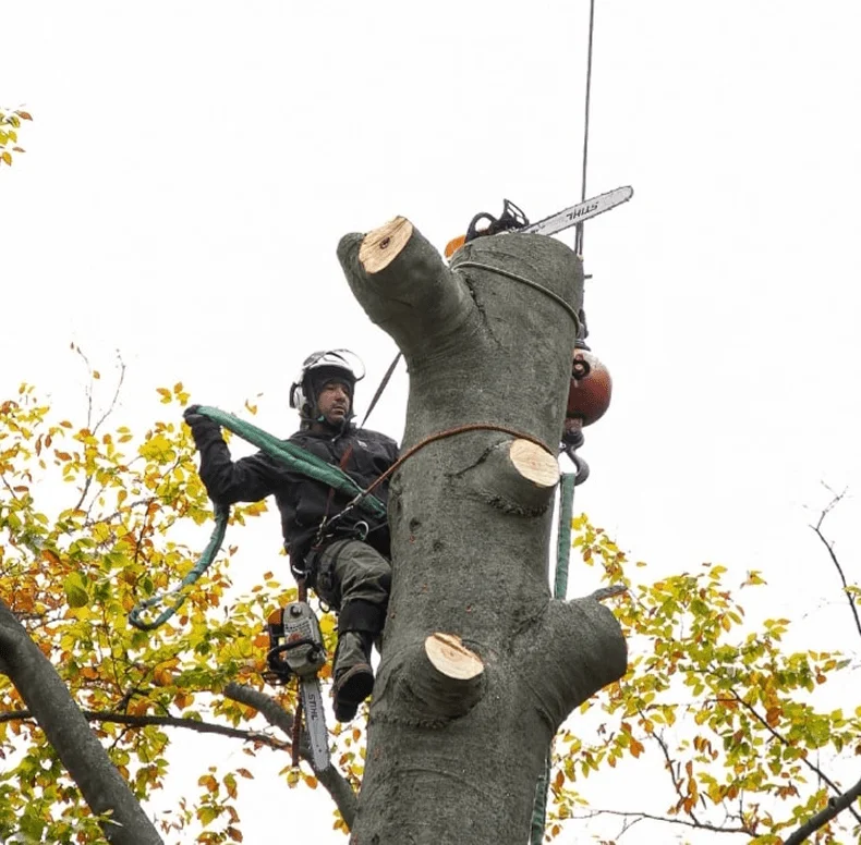 tree removal