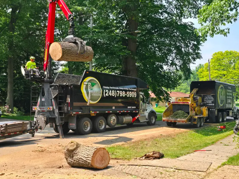 Does Homeowners Insurance Cover Tree Removal?