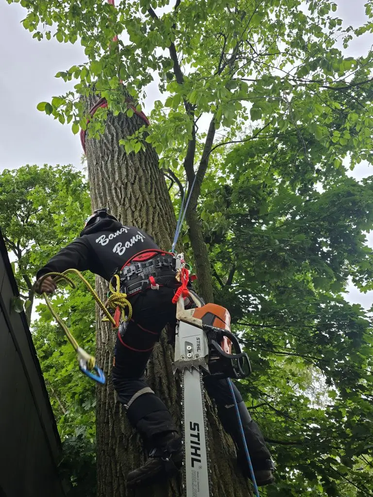 Is It Okay to Trim Trees in Winter?