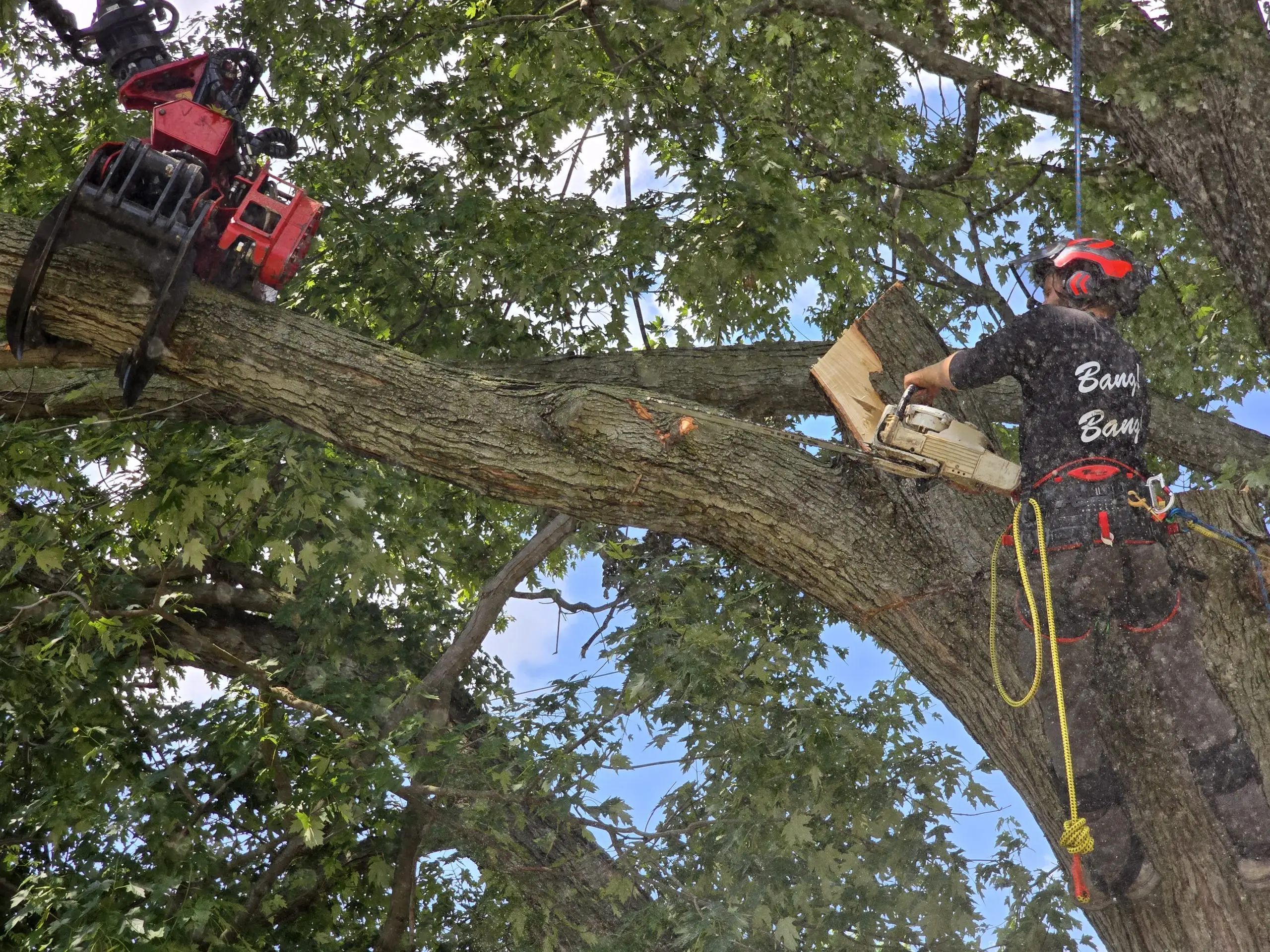 Tree trimming and tree removal with stump grinding by True Cut Tree Care Service in Farmington Hills Michigan